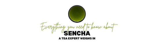 Alles wat u moet weten over Sencha