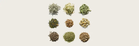 Lowest Caffeine Tea