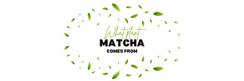 van welke plant matcha afkomstig is
