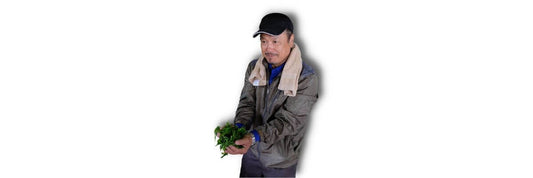 sakamoto groene thee