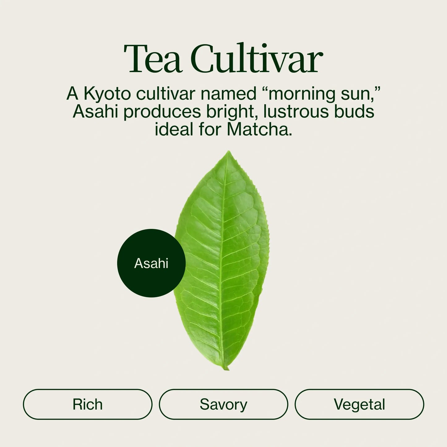 Uji Tea Chanoka Zilver