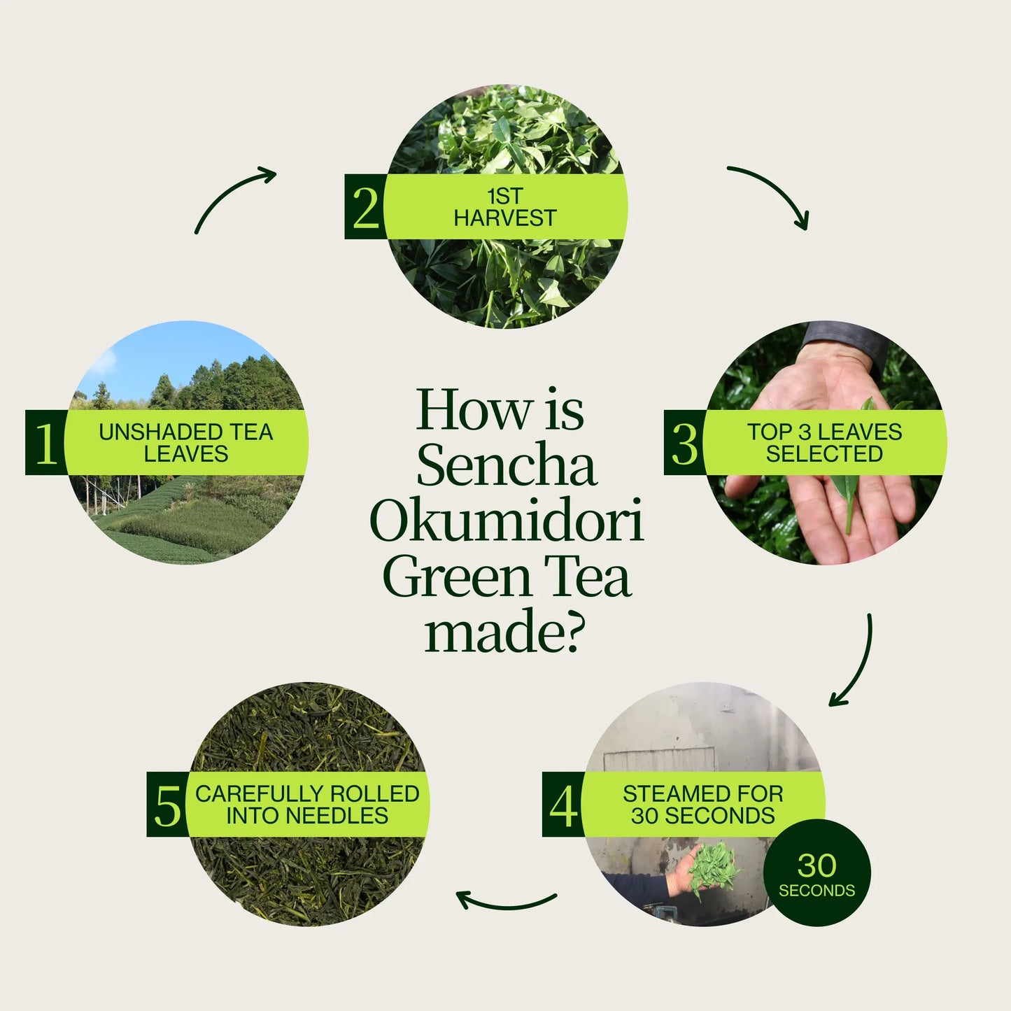 Sencha Okumidori Groene Thee
