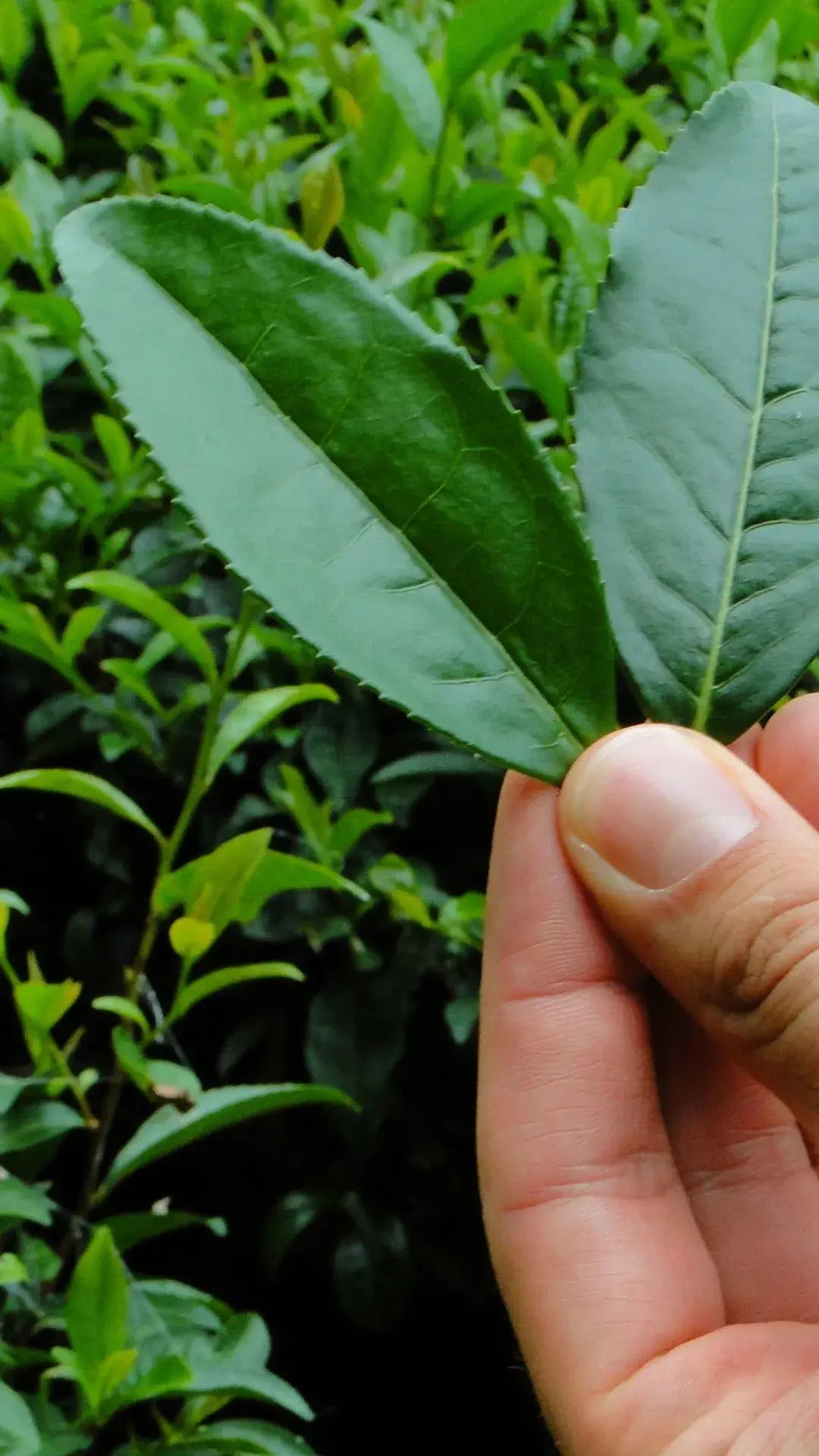 japanse groene theebladeren