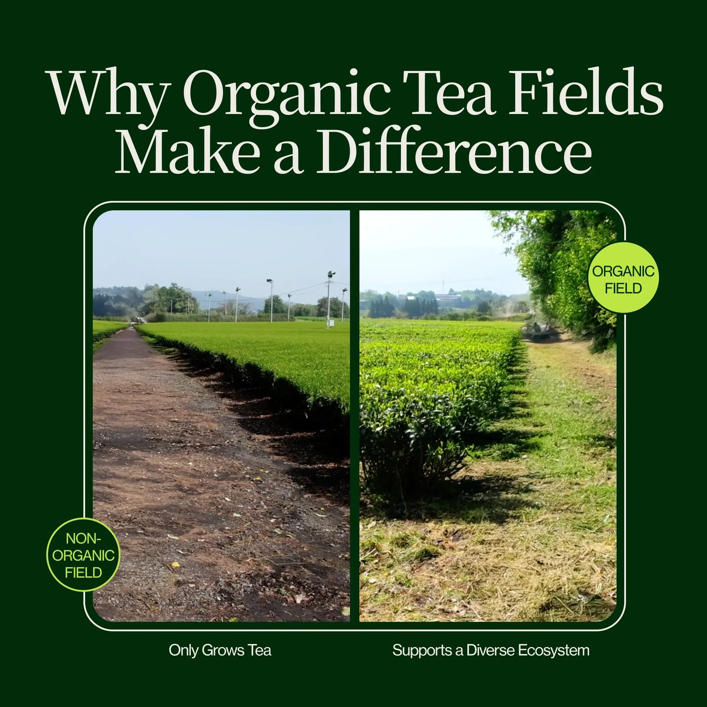 Premium Matcha Latte Poeder