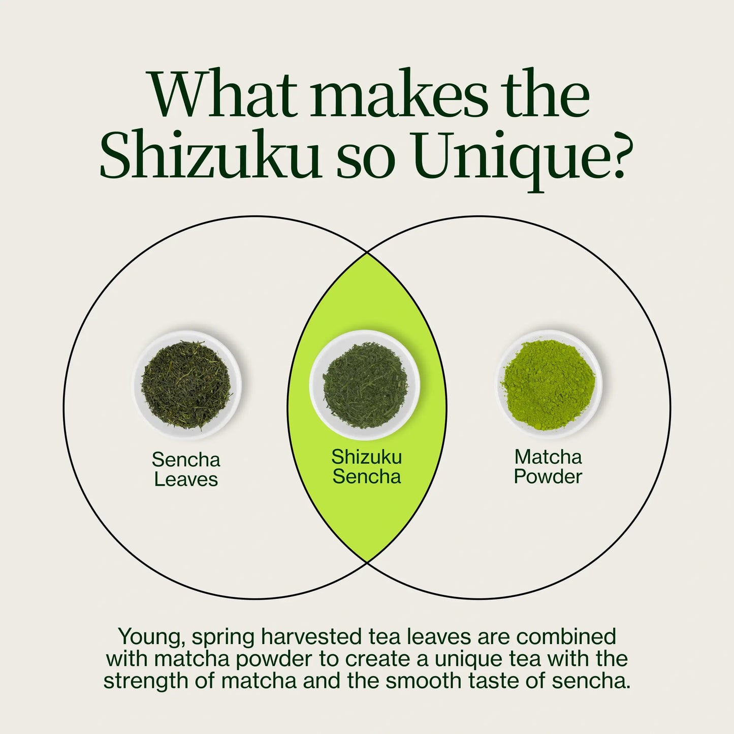 Sencha Shizuku met Matchapoeder
