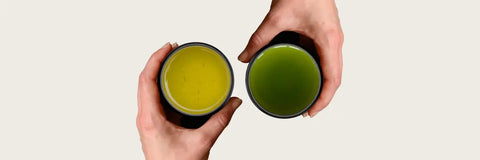 gyokuro vs sencha teas