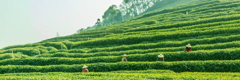 where does matcha come from