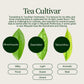 Miyazaki High Mountain Oolong-thee