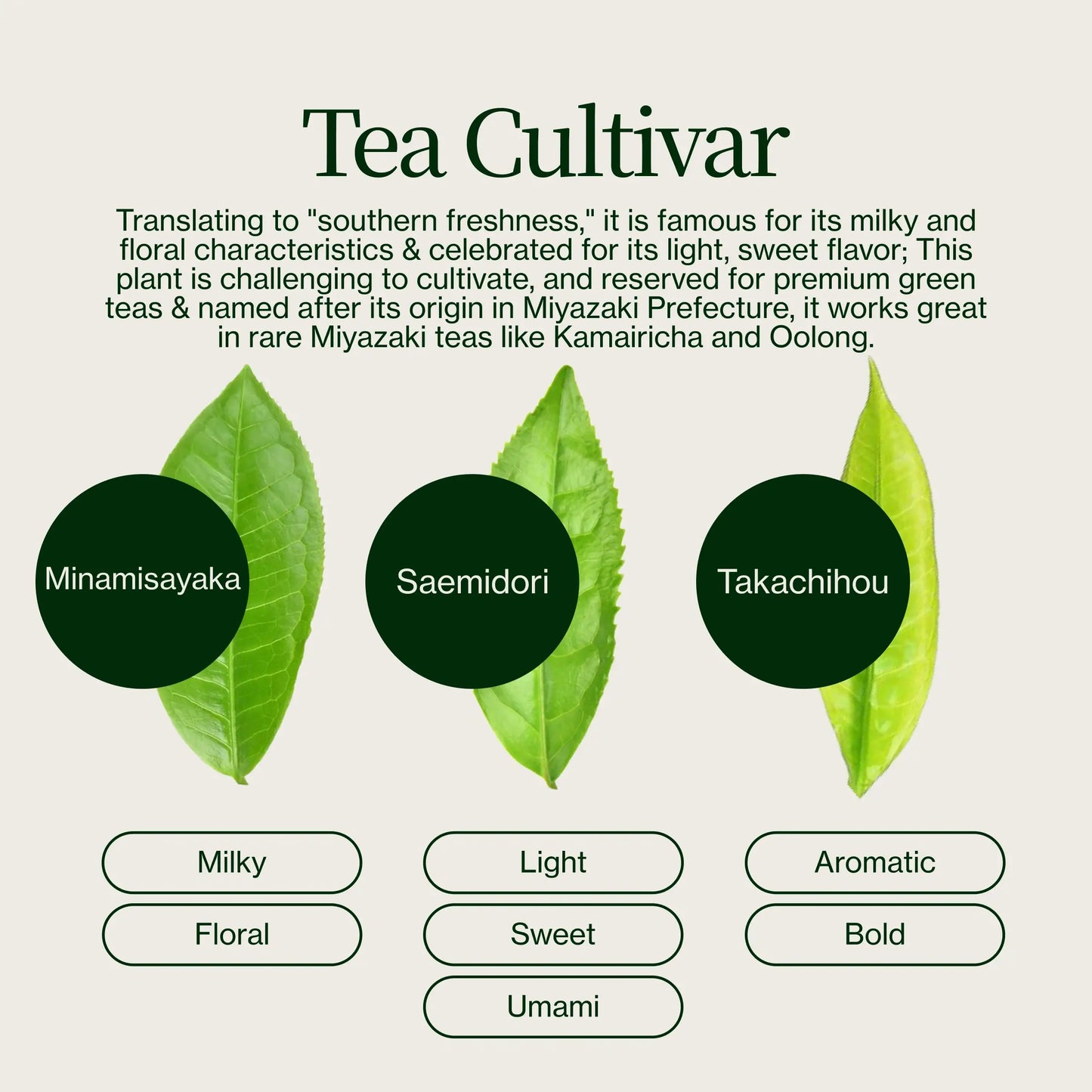 Miyazaki High Mountain Oolong-thee