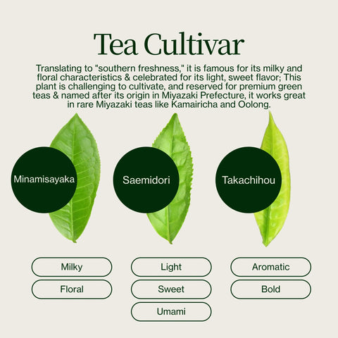 Miyazaki Hooggebergte Oolong Thee