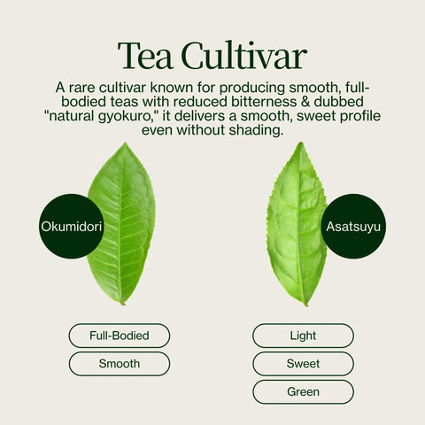 Premium matcha Chiran Groene Thee