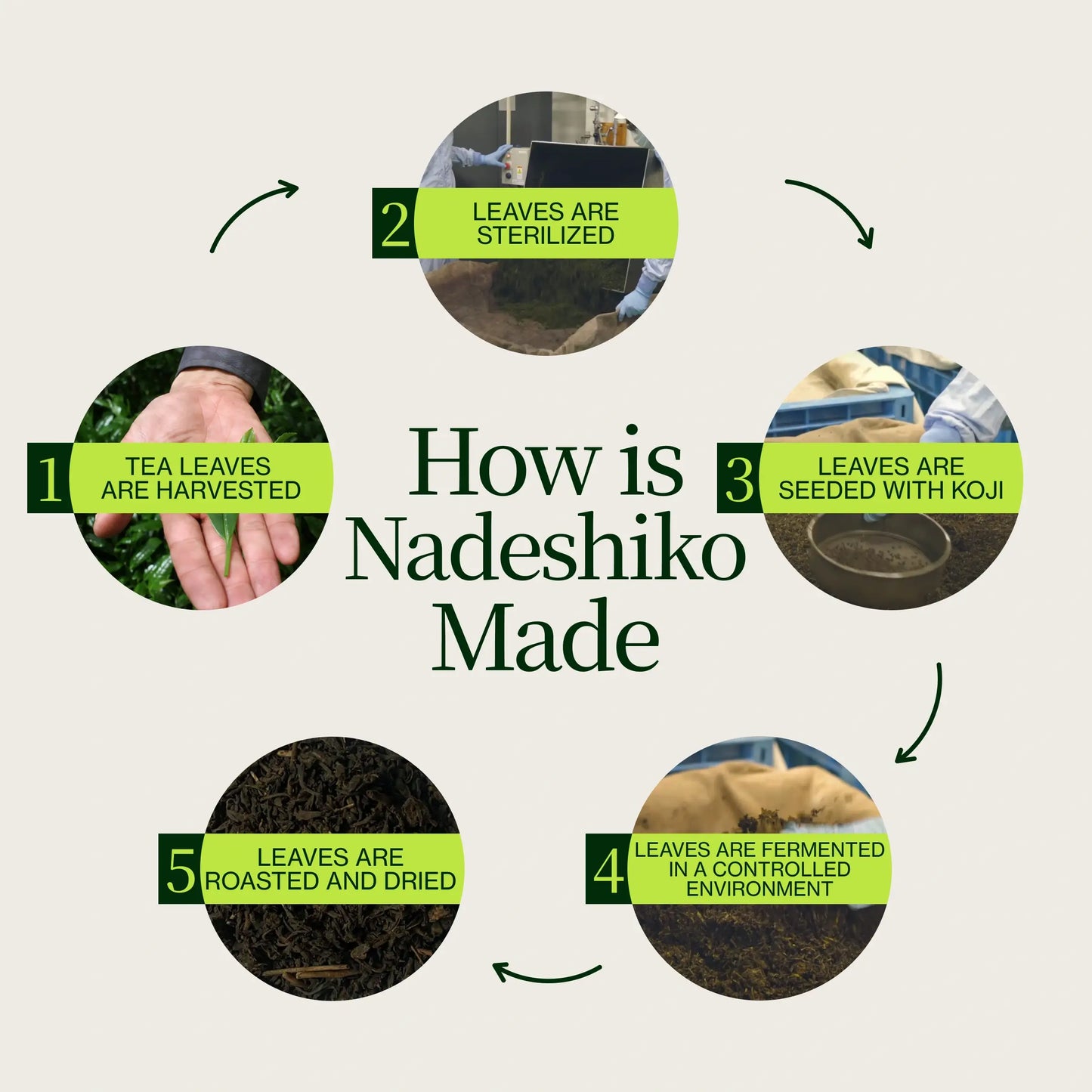 Nadeshiko Rose Japanse Gefermenteerde Thee