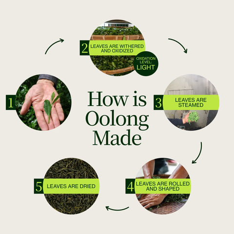 Miyazaki Hooggebergte Oolong Thee