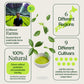 Matcha-proefverpakking 18 stuks